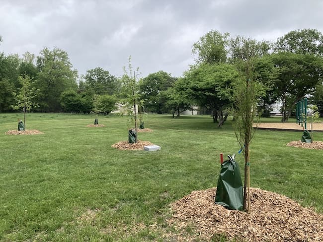 Six newly planted trees are evenly spaced in a section of a grassy park, with mature trees in the background